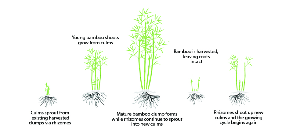 How does bamboo grow?